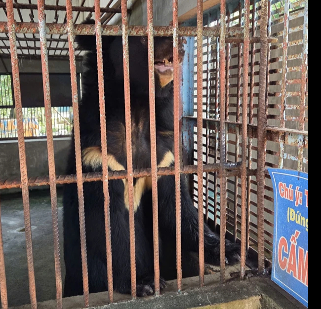 Bắt quả tang một cơ sở đang nuôi nhốt nhiều hổ, gấu, báo tại TPHCM- Ảnh 3.