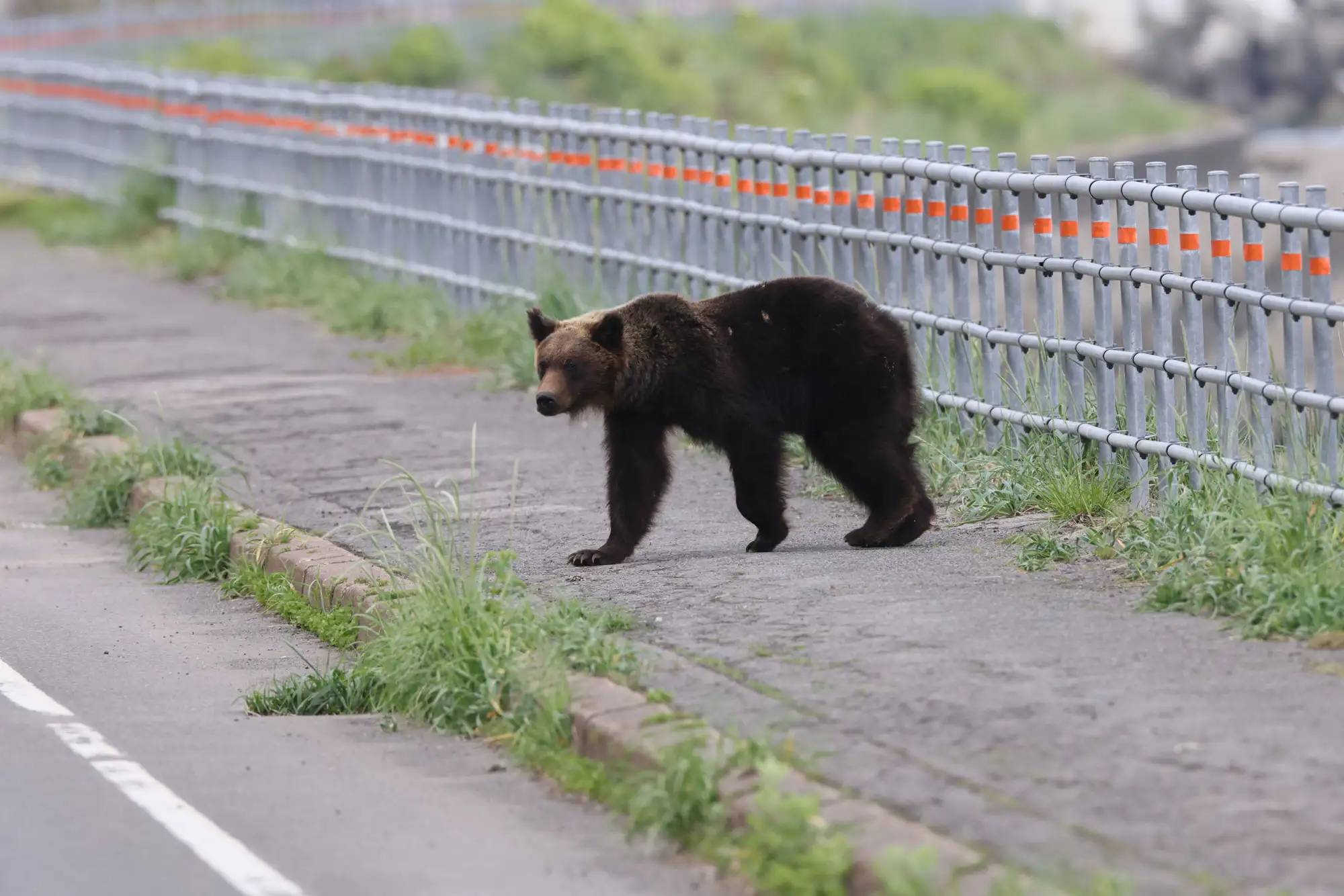 Du khách bị gấu kéo vào rừng, tấn công đến tử vong: Đồng hồ thông minh hé lộ những giây phút cuối đời đầy ám ảnh- Ảnh 2. Du khách bị gấu kéo vào rừng, tấn công đến tử vong: Đồng hồ thông minh hé lộ những giây phút cuối đời đầy ám ảnh- Ảnh 2.
