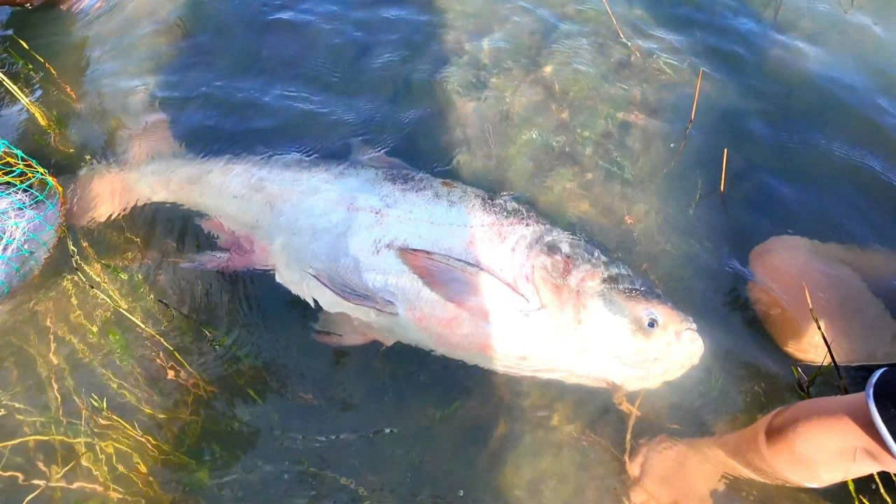 Người d&acirc;n đổ x&ocirc; v&agrave;o Thuỷ điện Trị An bắt c&aacute; khủng- Ảnh 3.