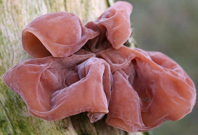 Chị em đi chợ thấy 5 loại rau củ rẻ như cho này cũng đừng mua- Ảnh 1.