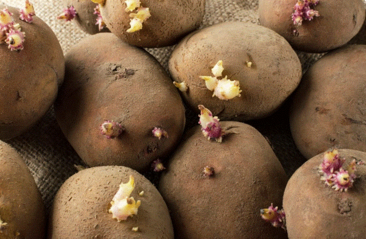 Chị em đi chợ thấy 5 loại rau củ rẻ như cho này cũng đừng mua- Ảnh 4.