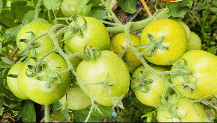 Chị em đi chợ thấy 5 loại rau củ rẻ như cho này cũng đừng mua- Ảnh 5.