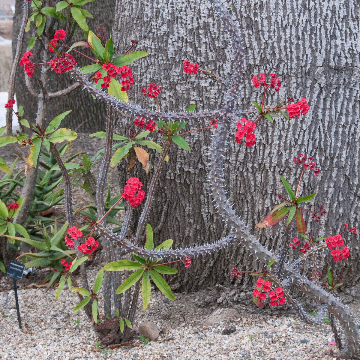 Loại c&acirc;y l&agrave; "kẻ th&ugrave; kh&ocirc;ng đội trời chung" của rắn v&agrave; chuột: Trồng 1 c&acirc;y c&oacute; được đến 3 lợi &iacute;ch- Ảnh 1.