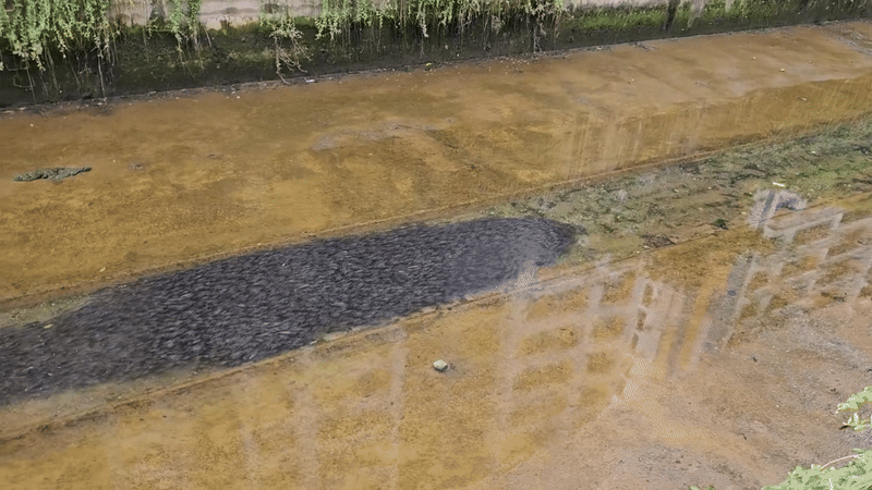 Đi qua một rãnh nước, người dân ghi lại được cảnh tượng "nổi da gà": Netizen băn khoăn thứ gì đây?- Ảnh 1. Đi qua một rãnh nước, người dân ghi lại được cảnh tượng "nổi da gà": Netizen băn khoăn thứ gì đây?- Ảnh 1.