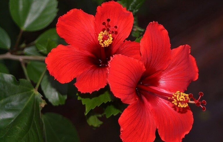 Người xưa dặn: Mồng 1 không thắp hương hoa màu đỏ này, đẹp nhưng "sớm nở chóng tàn", ảnh hưởng sinh khí- Ảnh 1. Người xưa dặn: Mồng 1 không thắp hương hoa màu đỏ này, đẹp nhưng