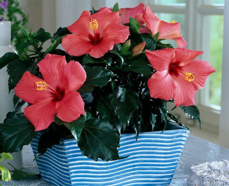 Người xưa dặn: Mồng 1 không thắp hương hoa màu đỏ này, đẹp nhưng "sớm nở chóng tàn", ảnh hưởng sinh khí- Ảnh 2. Người xưa dặn: Mồng 1 không thắp hương hoa màu đỏ này, đẹp nhưng "sớm nở chóng tàn", ảnh hưởng sinh khí- Ảnh 2.