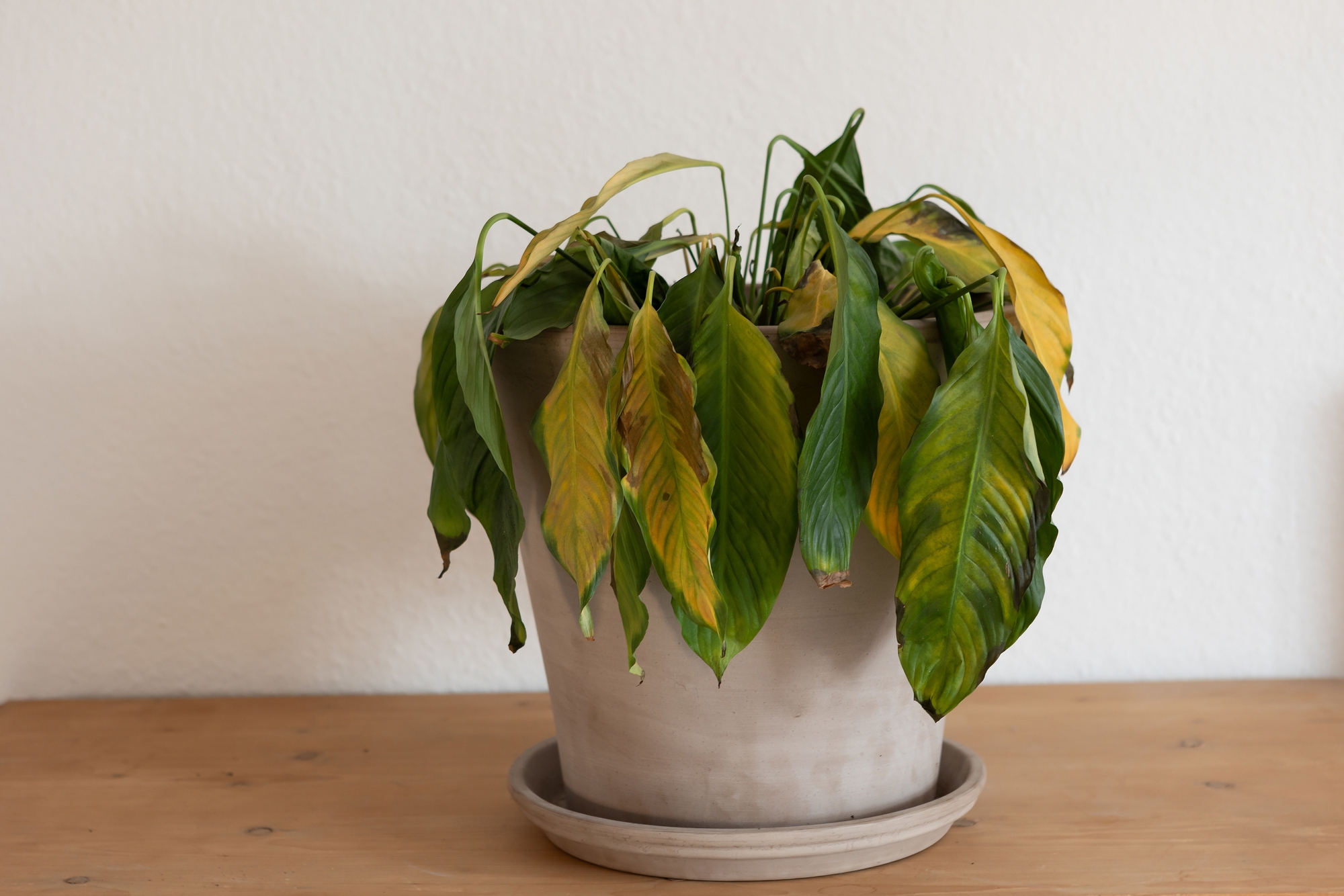 Đừng để cây xanh “hút cạn” dương khí: Sai lầm nhiều nhà mắc khiến tài lộc tắc nghẽn- Ảnh 3. Đừng để cây xanh “hút cạn” dương khí: Sai lầm nhiều nhà mắc khiến tài lộc tắc nghẽn- Ảnh 3.