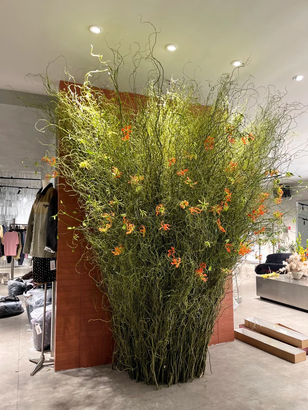 Th&uacute; chơi Liễu Rồng: Khi những "c&agrave;nh củi kh&ocirc;" uốn lượn mang cả m&ugrave;a xu&acirc;n v&agrave; t&agrave;i lộc v&agrave;o nh&agrave;- Ảnh 32.