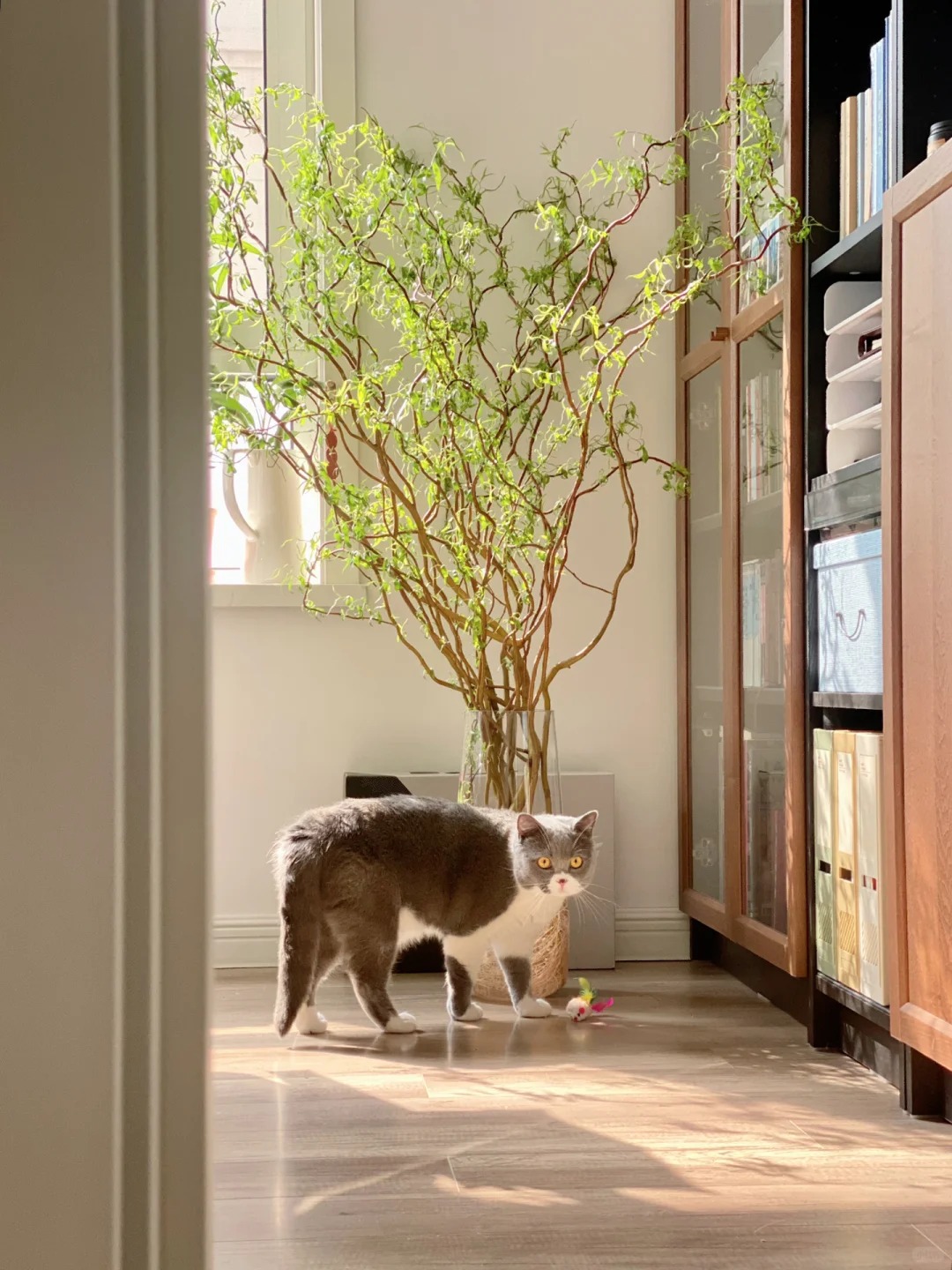 Th&uacute; chơi Liễu Rồng: Khi những "c&agrave;nh củi kh&ocirc;" uốn lượn mang cả m&ugrave;a xu&acirc;n v&agrave; t&agrave;i lộc v&agrave;o nh&agrave;- Ảnh 24.