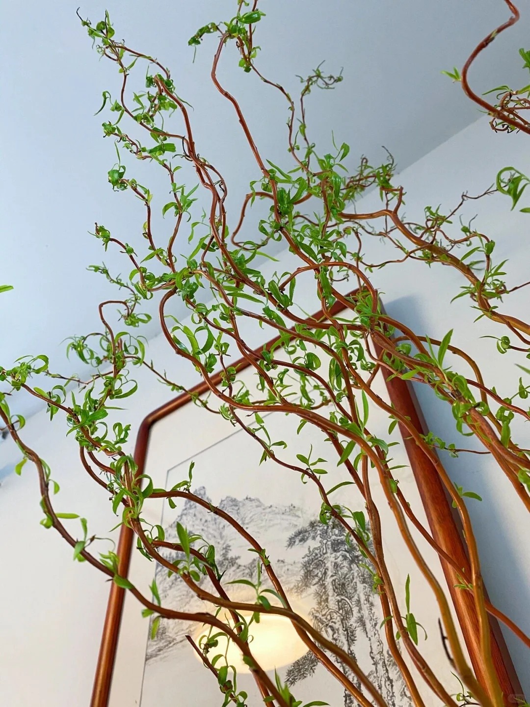 Th&uacute; chơi Liễu Rồng: Khi những "c&agrave;nh củi kh&ocirc;" uốn lượn mang cả m&ugrave;a xu&acirc;n v&agrave; t&agrave;i lộc v&agrave;o nh&agrave;- Ảnh 5.