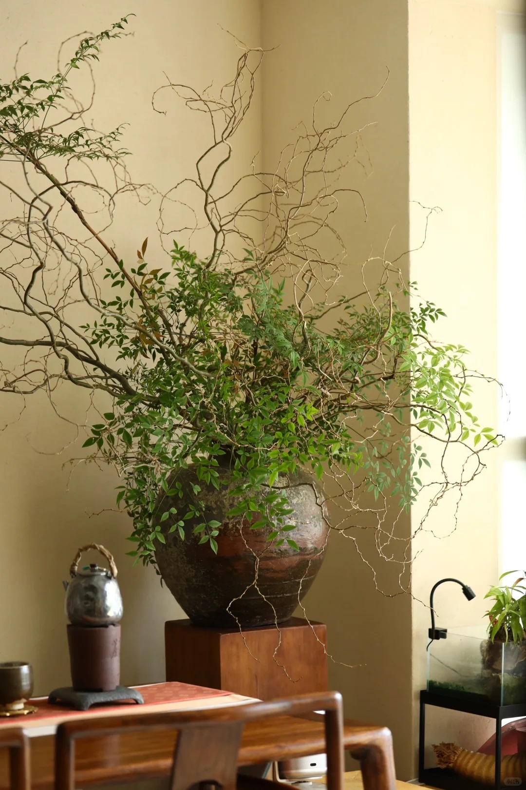 Th&uacute; chơi Liễu Rồng: Khi những "c&agrave;nh củi kh&ocirc;" uốn lượn mang cả m&ugrave;a xu&acirc;n v&agrave; t&agrave;i lộc v&agrave;o nh&agrave;- Ảnh 12.