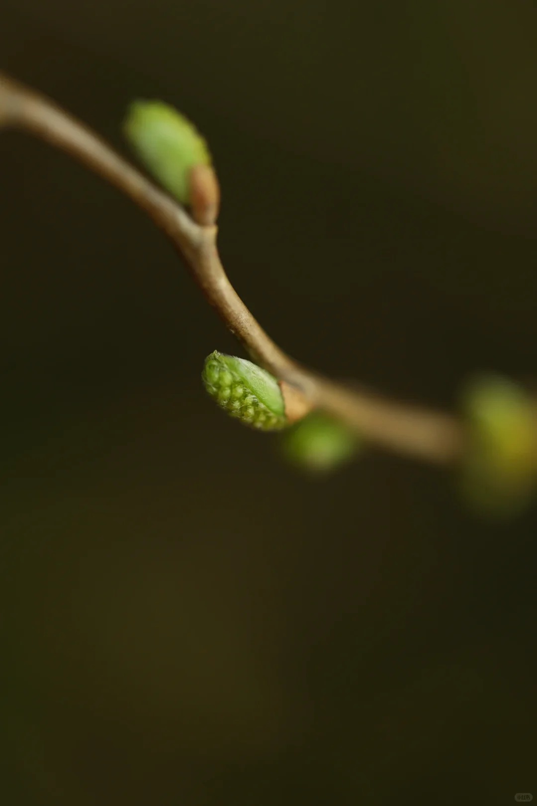 Th&uacute; chơi Liễu Rồng: Khi những "c&agrave;nh củi kh&ocirc;" uốn lượn mang cả m&ugrave;a xu&acirc;n v&agrave; t&agrave;i lộc v&agrave;o nh&agrave;- Ảnh 19.