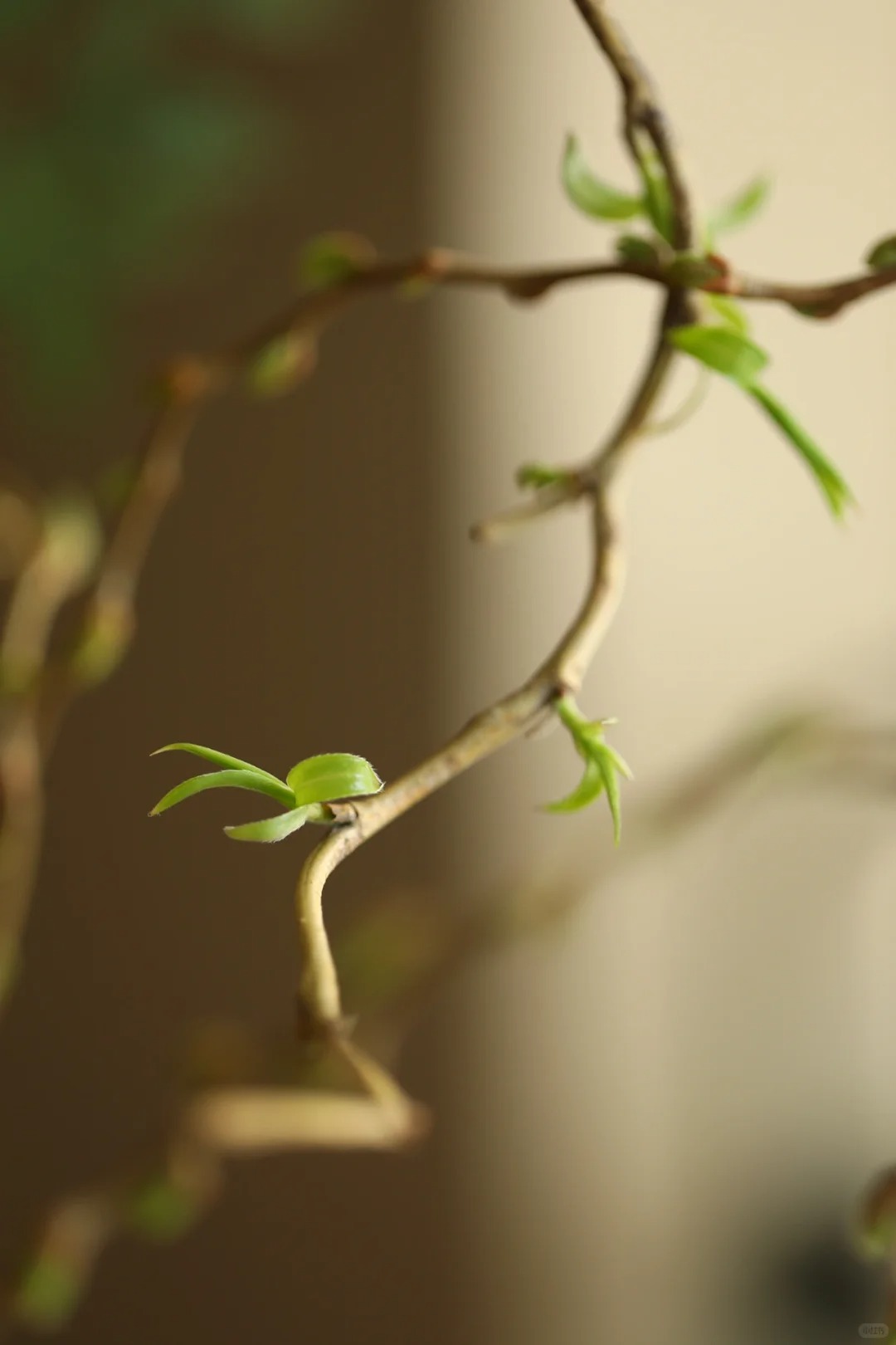 Th&uacute; chơi Liễu Rồng: Khi những "c&agrave;nh củi kh&ocirc;" uốn lượn mang cả m&ugrave;a xu&acirc;n v&agrave; t&agrave;i lộc v&agrave;o nh&agrave;- Ảnh 18.