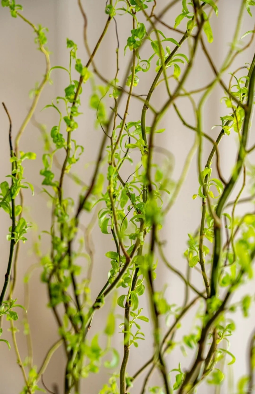 Th&uacute; chơi Liễu Rồng: Khi những "c&agrave;nh củi kh&ocirc;" uốn lượn mang cả m&ugrave;a xu&acirc;n v&agrave; t&agrave;i lộc v&agrave;o nh&agrave;- Ảnh 17.