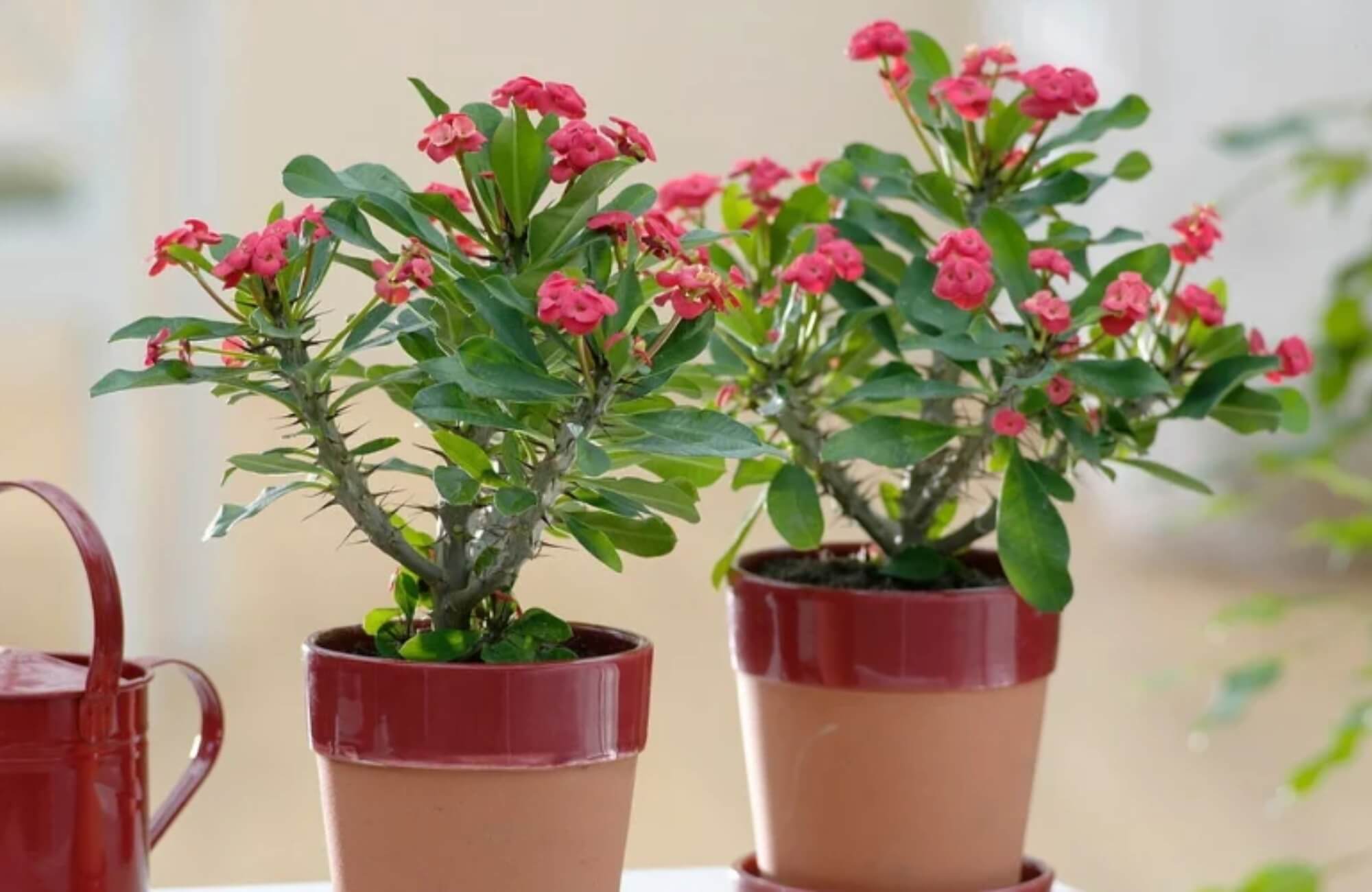 Loại c&acirc;y l&agrave; "kẻ th&ugrave; kh&ocirc;ng đội trời chung" của rắn v&agrave; chuột: Trồng 1 c&acirc;y c&oacute; được đến 3 lợi &iacute;ch- Ảnh 3.