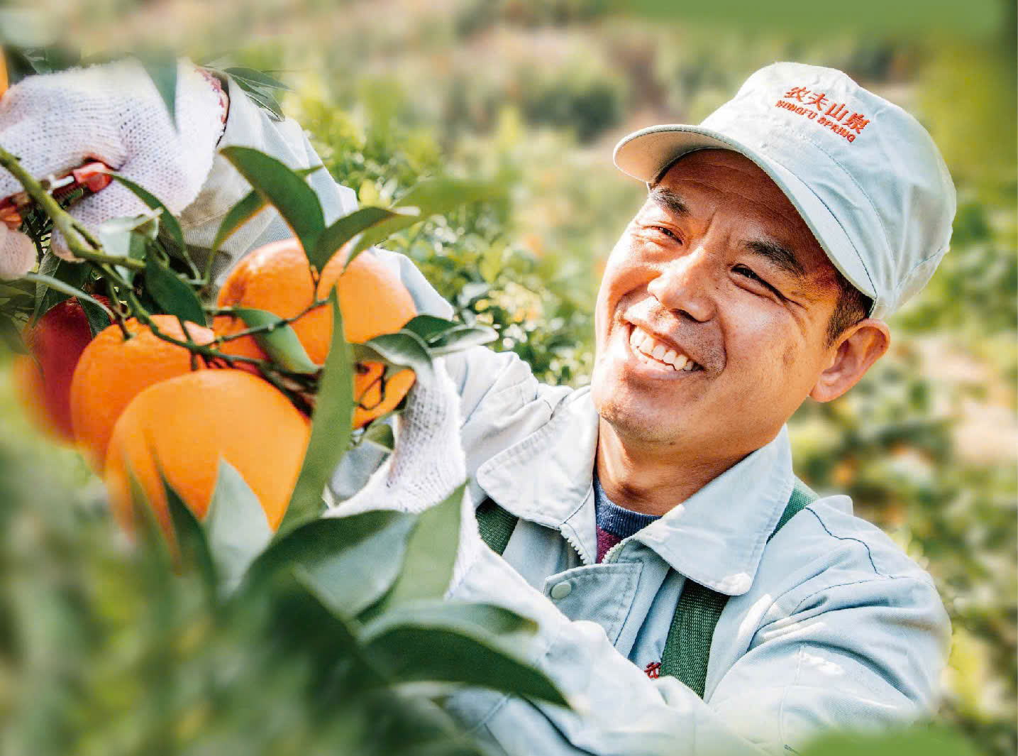 Cam 17.5&deg; Nongfu Spring nổi tiếng tại Trung Quốc sắp về Việt Nam- Ảnh 2.