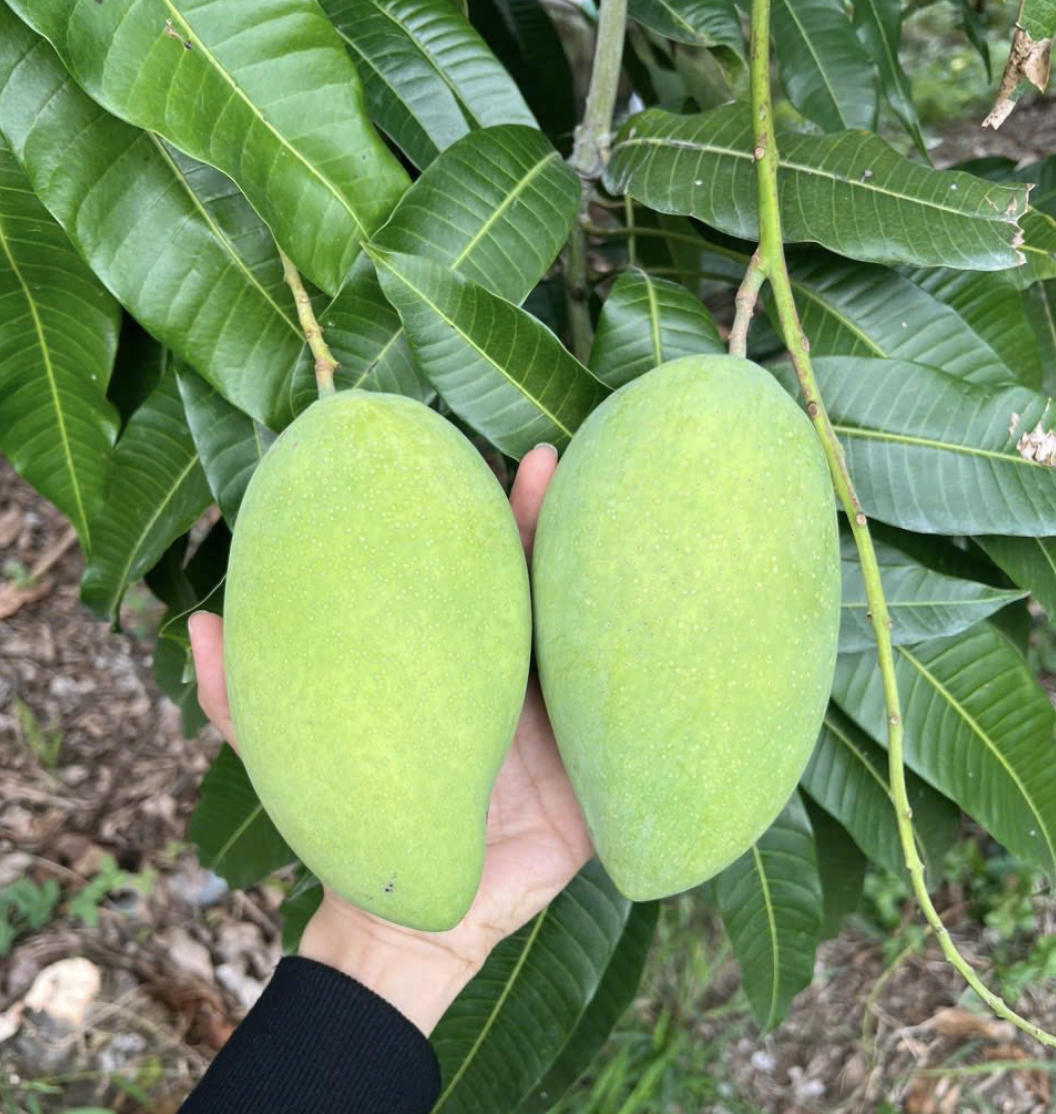 Giá nông thủy sản miền Tây: Nhà vườn không còn xoài cát Hòa Lộc để bán- Ảnh 1. Giá nông thủy sản miền Tây: Nhà vườn không còn xoài cát Hòa Lộc để bán- Ảnh 1.