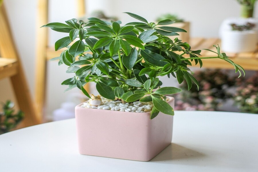 5 loại c&acirc;y đuổi muỗi, ruồi, gi&aacute;n hiệu quả, lại dễ trồng, kh&ocirc;ng tốn diện t&iacute;ch: Nh&agrave; n&agrave;o cũng n&ecirc;n c&oacute; &iacute;t nhất 1 c&acirc;y- Ảnh 3.