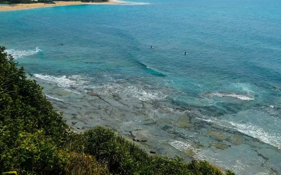 Ph&aacute;t hiện x&aacute;c sinh vật lạ tr&ecirc;n b&atilde;i biển, da &oacute;ng &aacute;nh như ngọc trai g&acirc;y sốc- Ảnh 2.