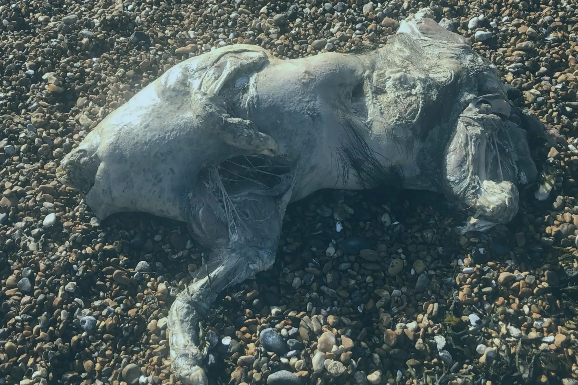 Ph&aacute;t hiện x&aacute;c sinh vật lạ tr&ecirc;n b&atilde;i biển, da &oacute;ng &aacute;nh như ngọc trai g&acirc;y sốc- Ảnh 1.