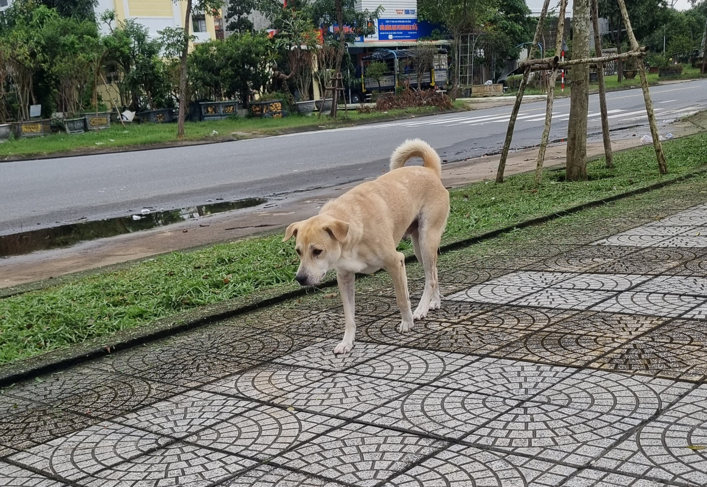Ch&oacute; nghi dại cắn b&eacute; 1 tuổi ở Đ&agrave; Nẵng rồi bỏ nh&agrave; đi, cả l&agrave;ng cảnh gi&aacute;c- Ảnh 1.