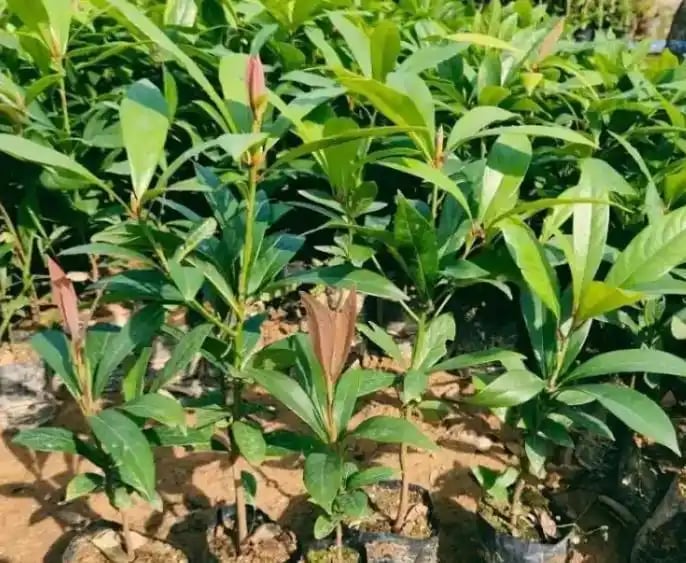 Vì sao cây gỗ Kim Tơ Nam Mộc có thể được bán với giá hơn 934 tỷ đồng/cây nhưng không ai dám trồng?- Ảnh 2. Vì sao cây gỗ Kim Tơ Nam Mộc có thể được bán với giá hơn 934 tỷ đồng/cây nhưng không ai dám trồng?- Ảnh 2.