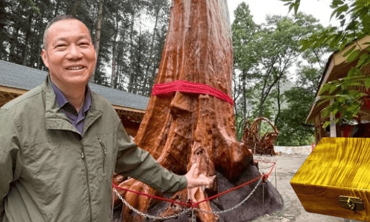 Vì sao cây gỗ Kim Tơ Nam Mộc có thể được bán với giá hơn 934 tỷ đồng/cây nhưng không ai dám trồng?- Ảnh 1. Vì sao cây gỗ Kim Tơ Nam Mộc có thể được bán với giá hơn 934 tỷ đồng/cây nhưng không ai dám trồng?- Ảnh 1.