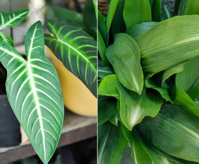 3 cặp cây không nên trồng cạnh nhau dù nhà chật đến mấy- Ảnh 3. 3 cặp cây không nên trồng cạnh nhau dù nhà chật đến mấy- Ảnh 3.