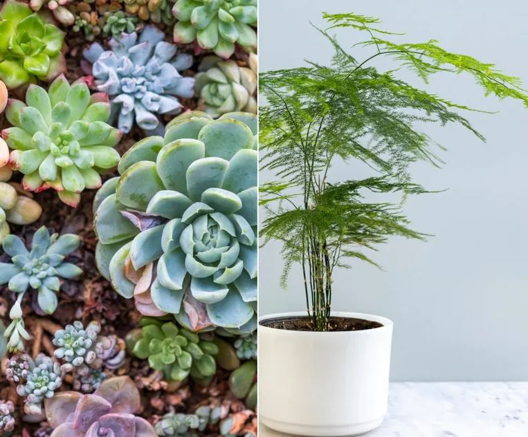 3 cặp cây không nên trồng cạnh nhau dù nhà chật đến mấy- Ảnh 1. 3 cặp cây không nên trồng cạnh nhau dù nhà chật đến mấy- Ảnh 1.