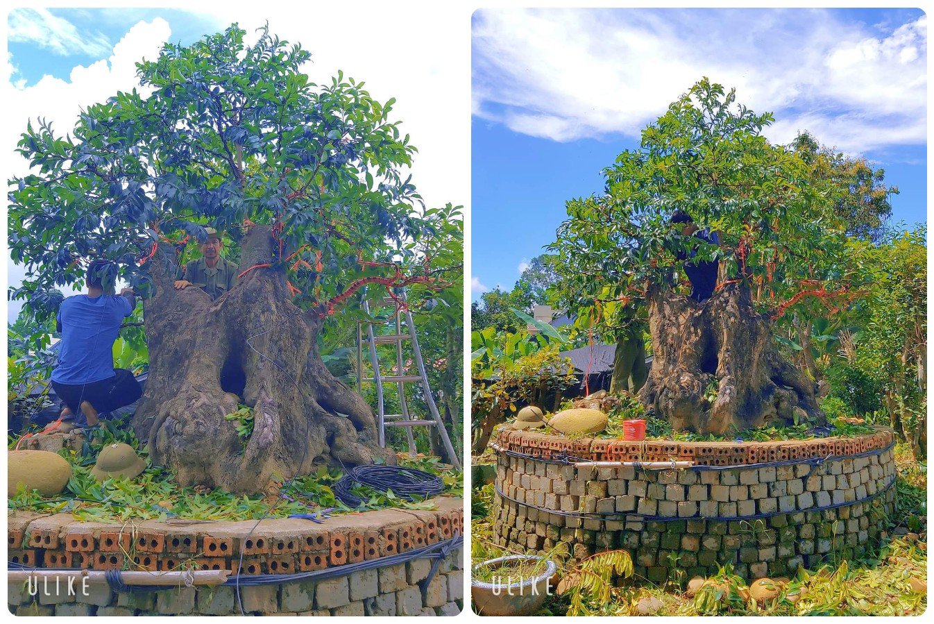 C&acirc;y thị bonsai &ldquo;4 người &ocirc;m&rdquo; rao gi&aacute; 400 triệu đồng vẫn c&oacute; người chốt- Ảnh 2.