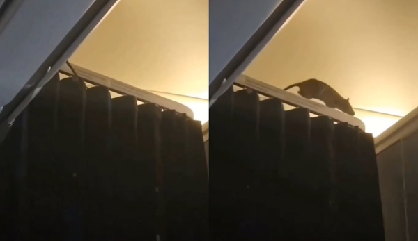 Chuột chạy loạn trong khoang máy bay, hơn 250 hành khách hoảng loạn mắc kẹt- Ảnh 1. Chuột chạy loạn trong khoang máy bay, hơn 250 hành khách hoảng loạn mắc kẹt- Ảnh 1.