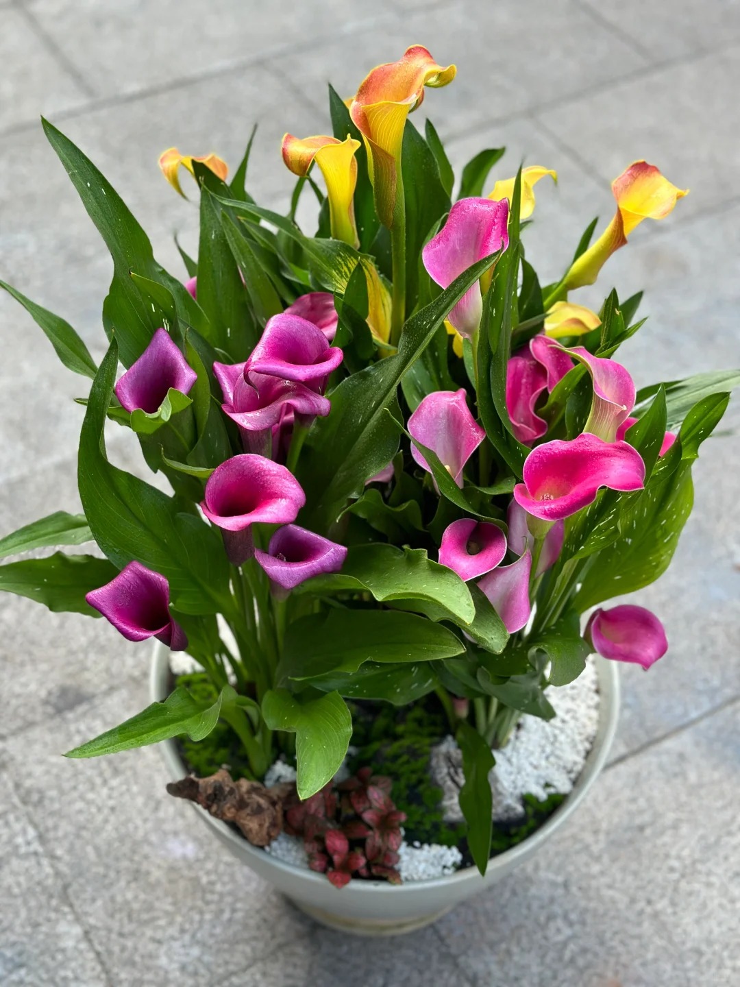 Th&uacute; chơi hoa Tết 2026: Qu&ecirc;n những b&igrave;nh hoa rườm r&agrave; đi, một nắm hoa Rum cắm lọ mới l&agrave; đỉnh cao của sự tinh tế, h&uacute;t lộc cực mạnh- Ảnh 2.