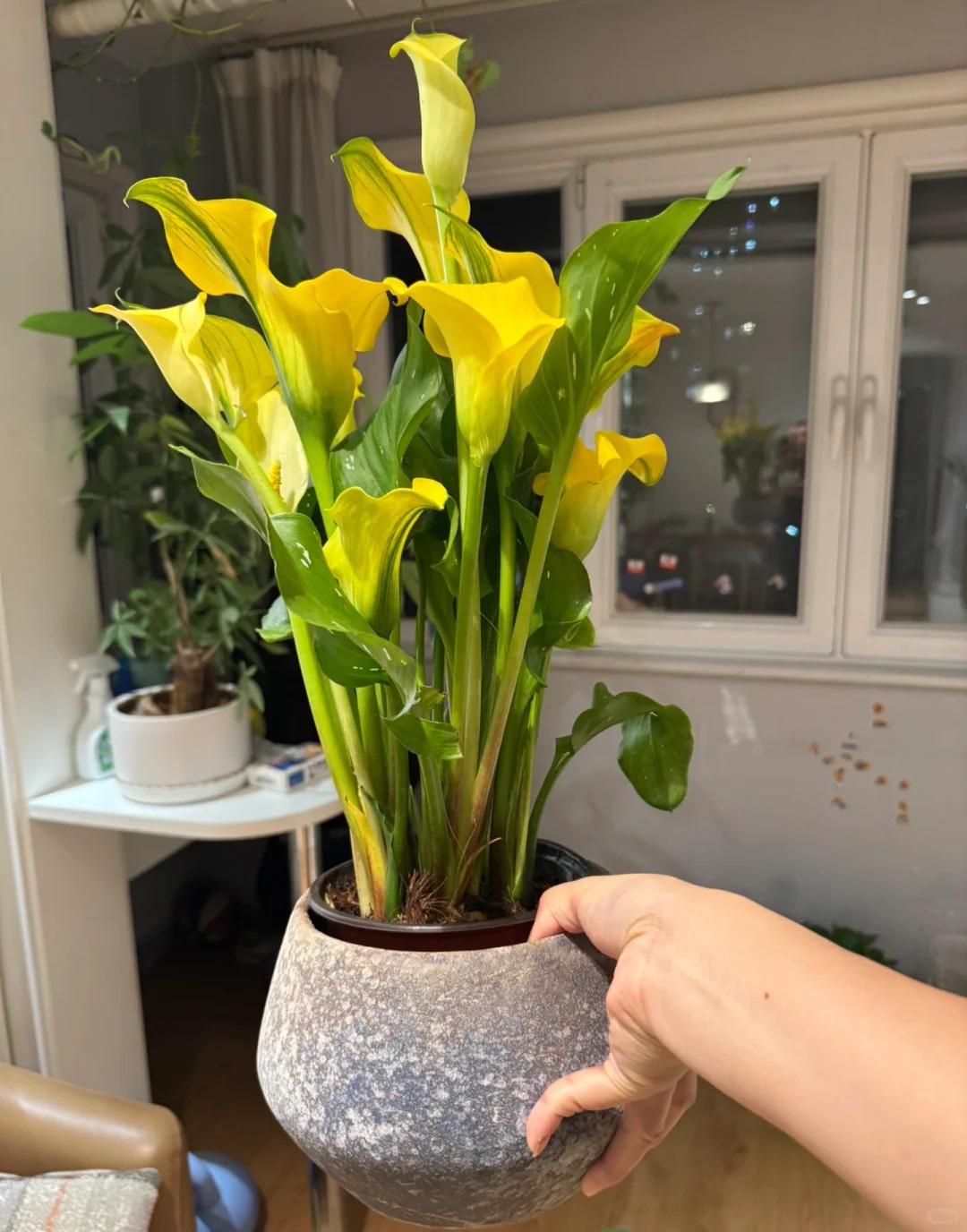 Th&uacute; chơi hoa Tết 2026: Qu&ecirc;n những b&igrave;nh hoa rườm r&agrave; đi, một nắm hoa Rum cắm lọ mới l&agrave; đỉnh cao của sự tinh tế, h&uacute;t lộc cực mạnh- Ảnh 18.