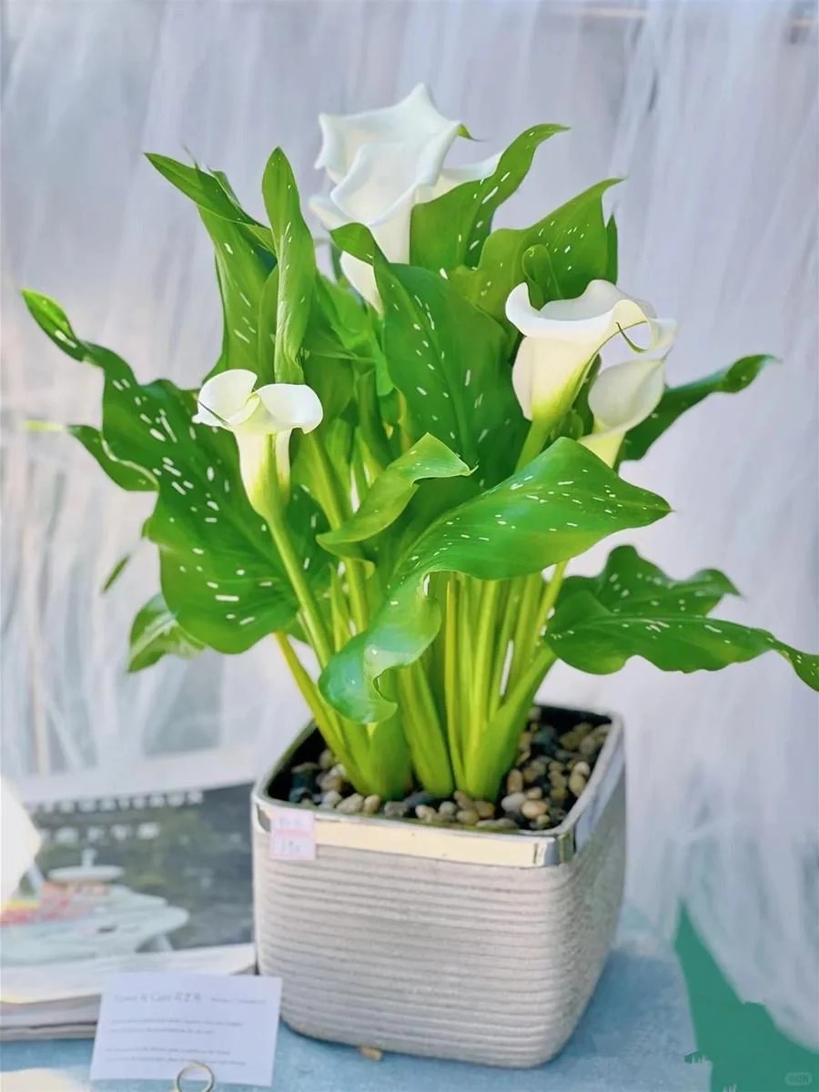 Th&uacute; chơi hoa Tết 2026: Qu&ecirc;n những b&igrave;nh hoa rườm r&agrave; đi, một nắm hoa Rum cắm lọ mới l&agrave; đỉnh cao của sự tinh tế, h&uacute;t lộc cực mạnh- Ảnh 19.