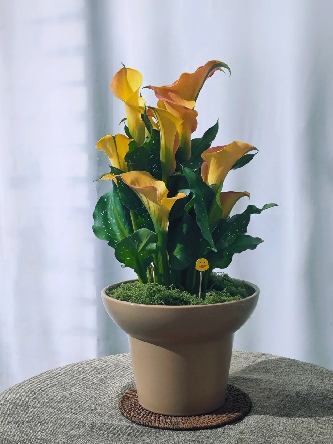 Th&uacute; chơi hoa Tết 2026: Qu&ecirc;n những b&igrave;nh hoa rườm r&agrave; đi, một nắm hoa Rum cắm lọ mới l&agrave; đỉnh cao của sự tinh tế, h&uacute;t lộc cực mạnh- Ảnh 12.