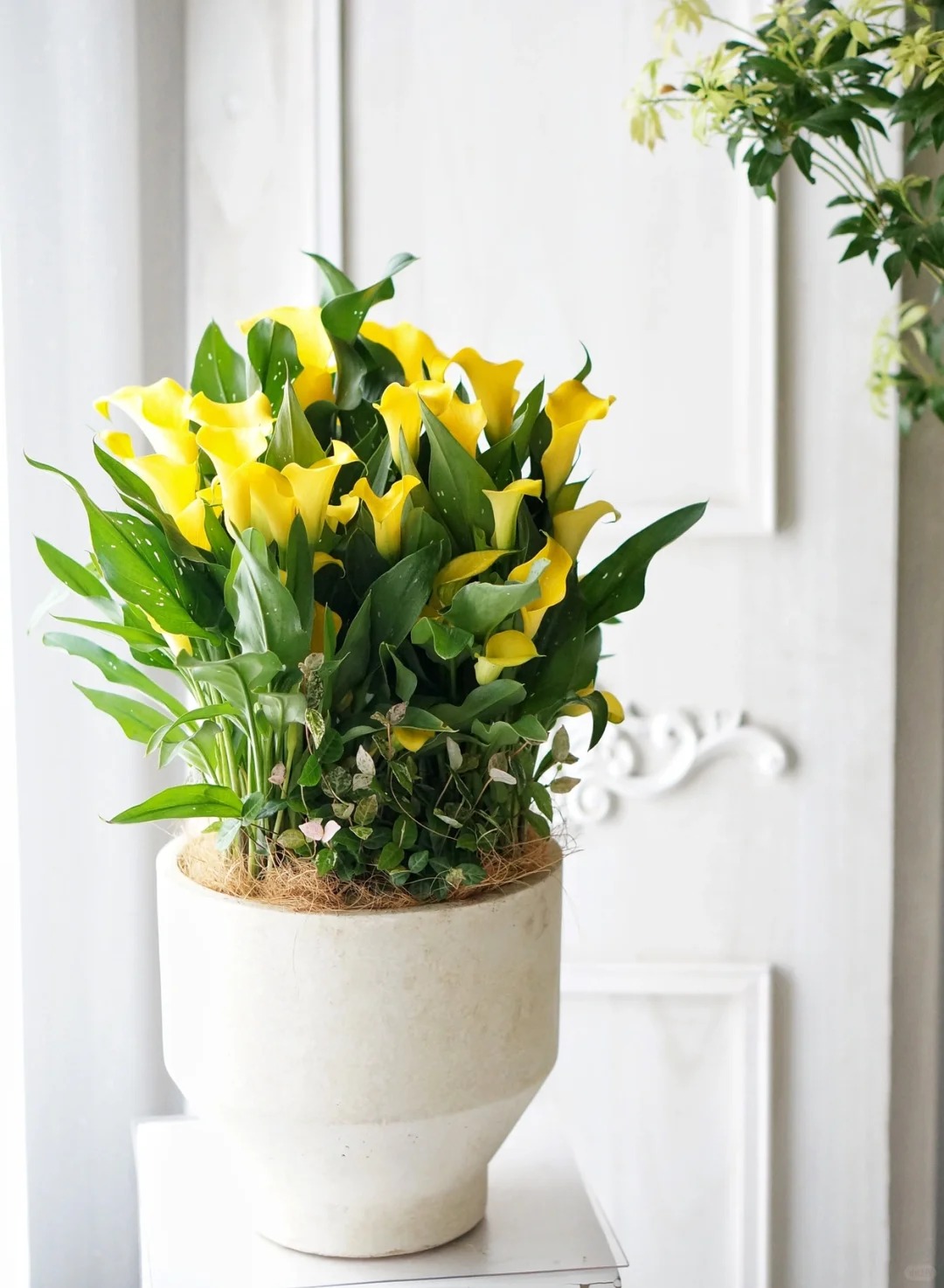 Th&uacute; chơi hoa Tết 2026: Qu&ecirc;n những b&igrave;nh hoa rườm r&agrave; đi, một nắm hoa Rum cắm lọ mới l&agrave; đỉnh cao của sự tinh tế, h&uacute;t lộc cực mạnh- Ảnh 10.