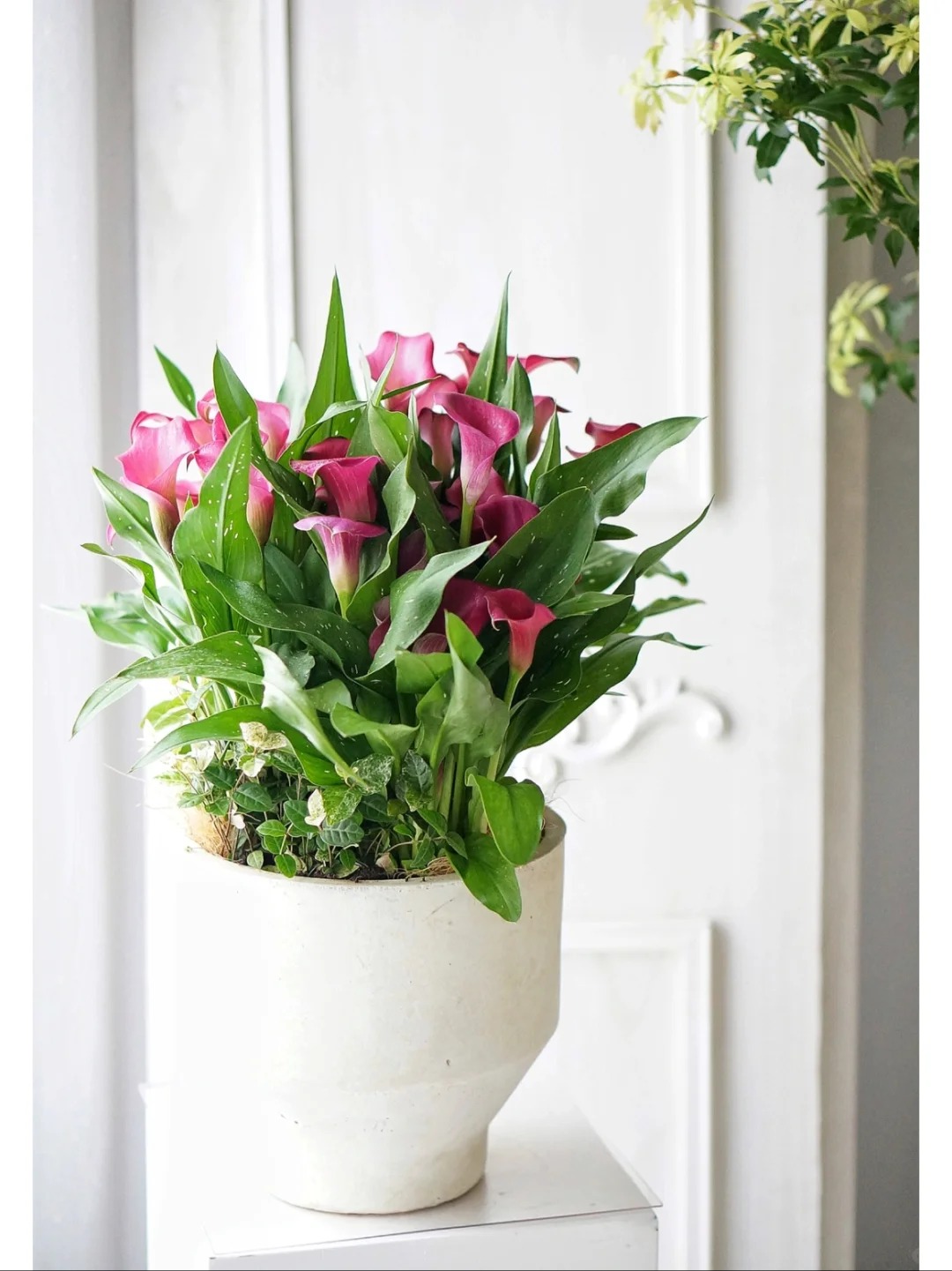 Th&uacute; chơi hoa Tết 2026: Qu&ecirc;n những b&igrave;nh hoa rườm r&agrave; đi, một nắm hoa Rum cắm lọ mới l&agrave; đỉnh cao của sự tinh tế, h&uacute;t lộc cực mạnh- Ảnh 9.