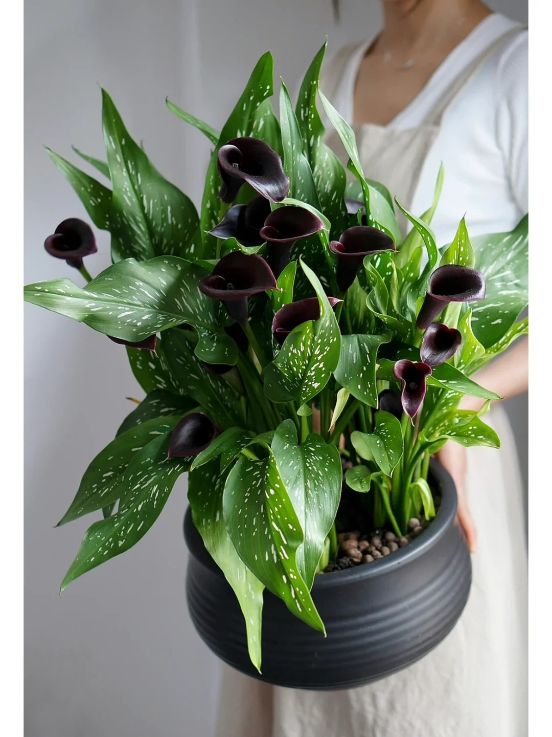 Th&uacute; chơi hoa Tết 2026: Qu&ecirc;n những b&igrave;nh hoa rườm r&agrave; đi, một nắm hoa Rum cắm lọ mới l&agrave; đỉnh cao của sự tinh tế, h&uacute;t lộc cực mạnh- Ảnh 21.