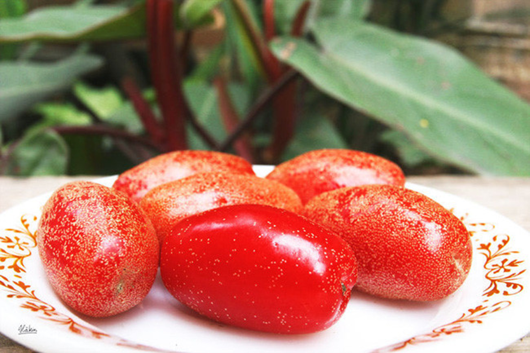 Loại c&acirc;y quen thuộc ở Việt Nam, gi&aacute; rẻ như cho nhưng ra nước ngo&agrave;i c&oacute; gi&aacute; tới 3,5 triệu đồng/c&acirc;y- Ảnh 2.