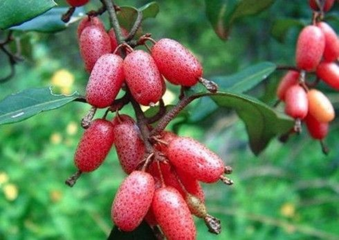 Loại c&acirc;y quen thuộc ở Việt Nam, gi&aacute; rẻ như cho nhưng ra nước ngo&agrave;i c&oacute; gi&aacute; tới 3,5 triệu đồng/c&acirc;y- Ảnh 1.