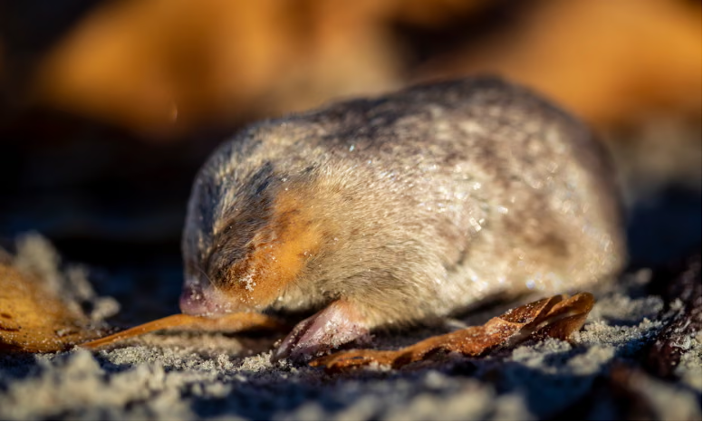 Đưa chó săn vào cuộc, chuyên gia không ngờ lại tìm thấy loài vật từng bị tuyên bố tuyệt chủng gần 90 năm- Ảnh 1. Đưa chó săn vào cuộc, chuyên gia không ngờ lại tìm thấy loài vật từng bị tuyên bố tuyệt chủng gần 90 năm- Ảnh 1.