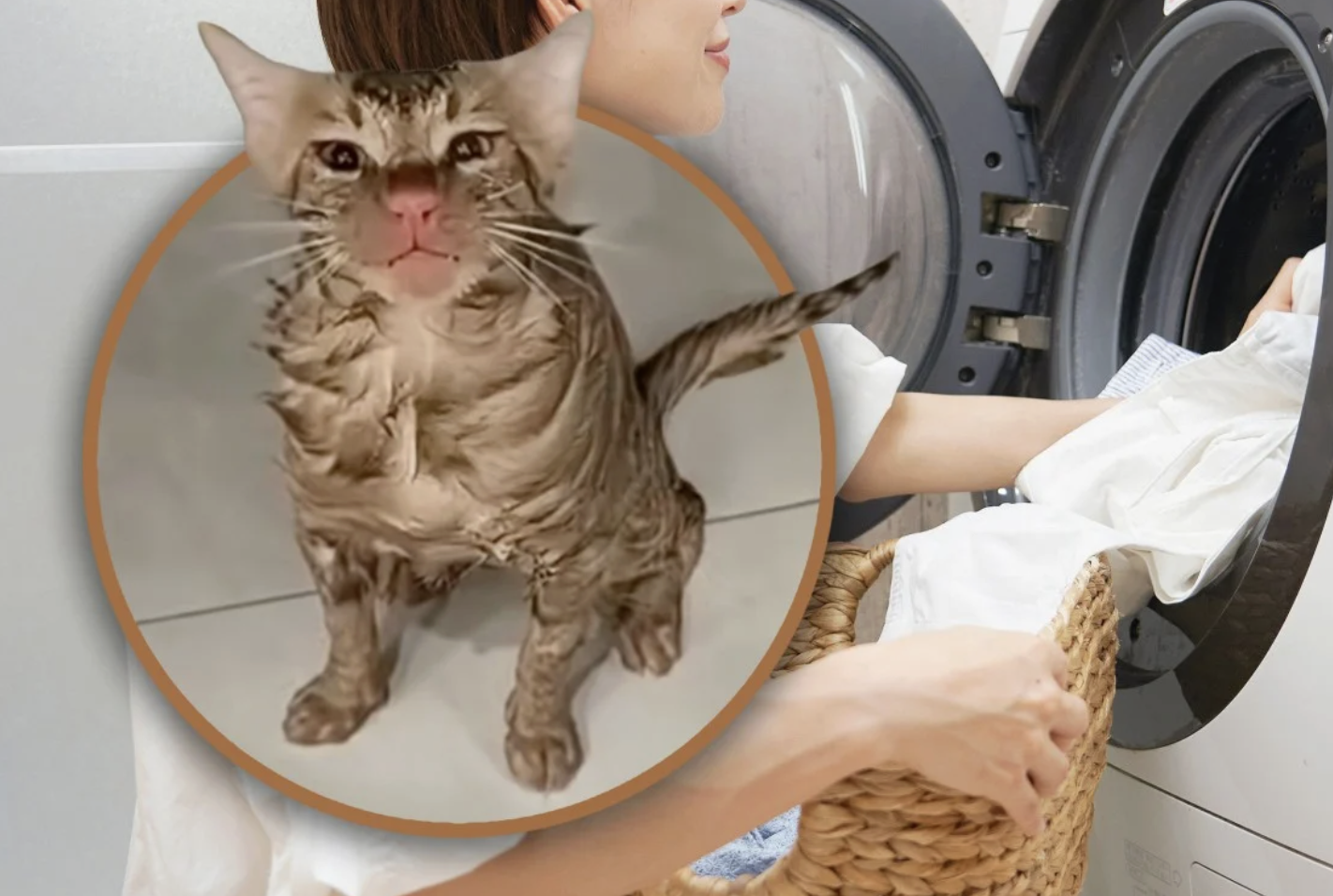 Mắc kẹt hơn 10 phút trong máy giặt đang quay, chú mèo sống sót kỳ diệu, chỉ bị chiếc mũi đỏ- Ảnh 2. Mắc kẹt hơn 10 phút trong máy giặt đang quay, chú mèo sống sót kỳ diệu, chỉ bị chiếc mũi đỏ- Ảnh 2.