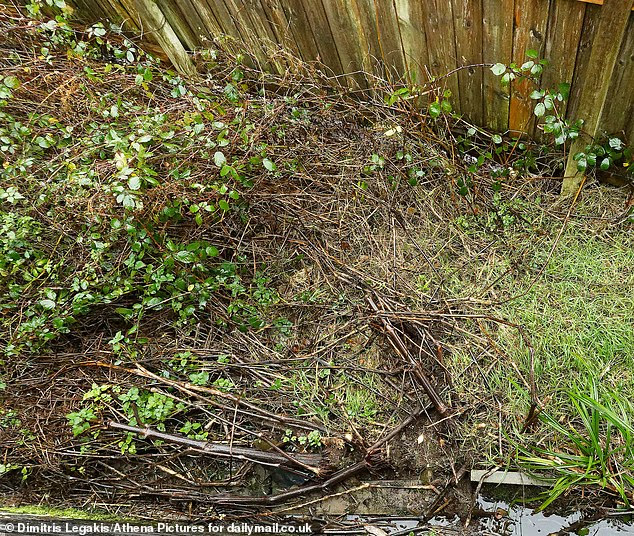 Lo&agrave;i c&acirc;y l&agrave; "&aacute;c mộng kinh ho&agrave;ng" khiến c&aacute;c chủ đất &ldquo;mất ăn mất ngủ&rdquo;: Rễ đ&acirc;m thủng cả b&ecirc; t&ocirc;ng, ph&aacute; hủy hết m&oacute;ng nh&agrave;- Ảnh 4.