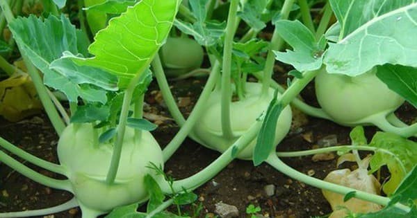 Loại củ l&agrave; "thần dược" bổ thận, gi&uacute;p lọc m&aacute;u, gi&aacute; rẻ đến bất ngờ- Ảnh 1.