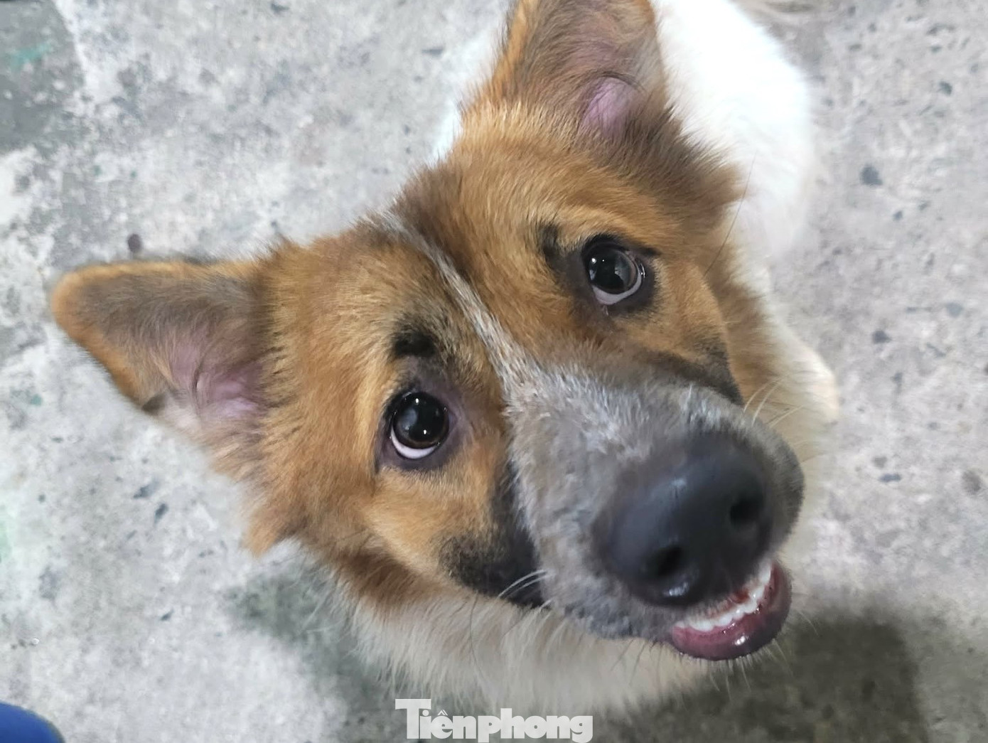 Vụ ch&oacute; nghi dại cắn b&eacute; 1 tuổi ở Đ&agrave; Nẵng: Bất ngờ về số lượng ổ bệnh dại ở x&atilde;- Ảnh 1.