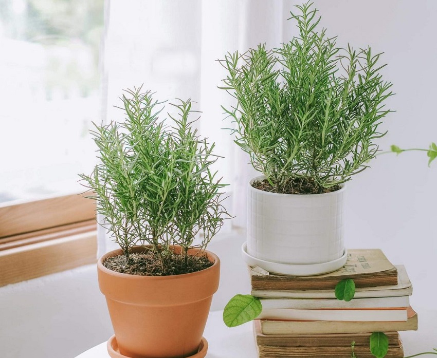 3 loại cây vừa đuổi rắn, vừa trấn trạch, mang lại phong thủy tốt không ngờ cho gia chủ- Ảnh 3. 3 loại cây vừa đuổi rắn, vừa trấn trạch, mang lại phong thủy tốt không ngờ cho gia chủ- Ảnh 3.