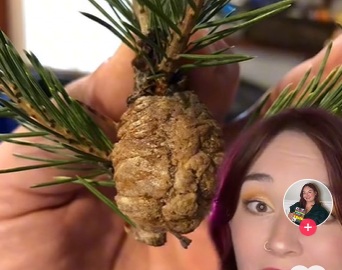 C&acirc;u chuyện "r&ugrave;ng m&igrave;nh" khi mang c&acirc;y th&ocirc;ng Noel thật v&agrave;o nh&agrave; m&ugrave;a Gi&aacute;ng sinh- Ảnh 2.