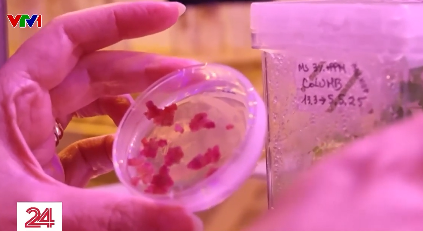 Bữa ăn tương lai của con người từ c&ocirc;ng nghệ tế b&agrave;o v&agrave; in 3D- Ảnh 1.