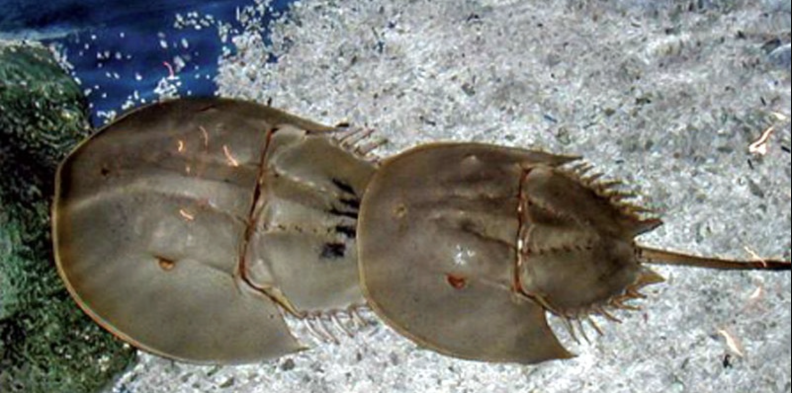 M&oacute;n hải sản Quảng Ninh 