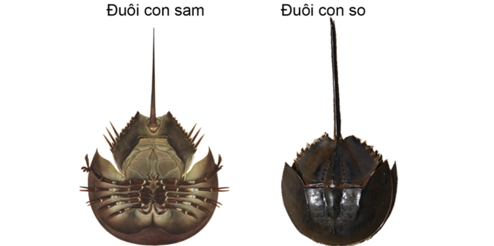 M&oacute;n hải sản Quảng Ninh 